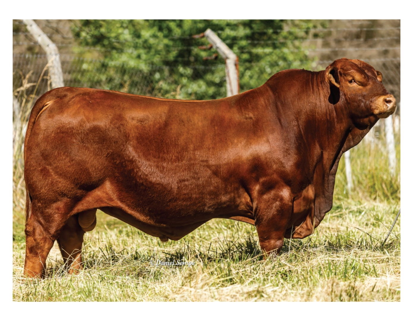 "LA CHINA" (PARRILLA 478 SORPRESA 296 MELLIZA FIV) x VIAMONTE