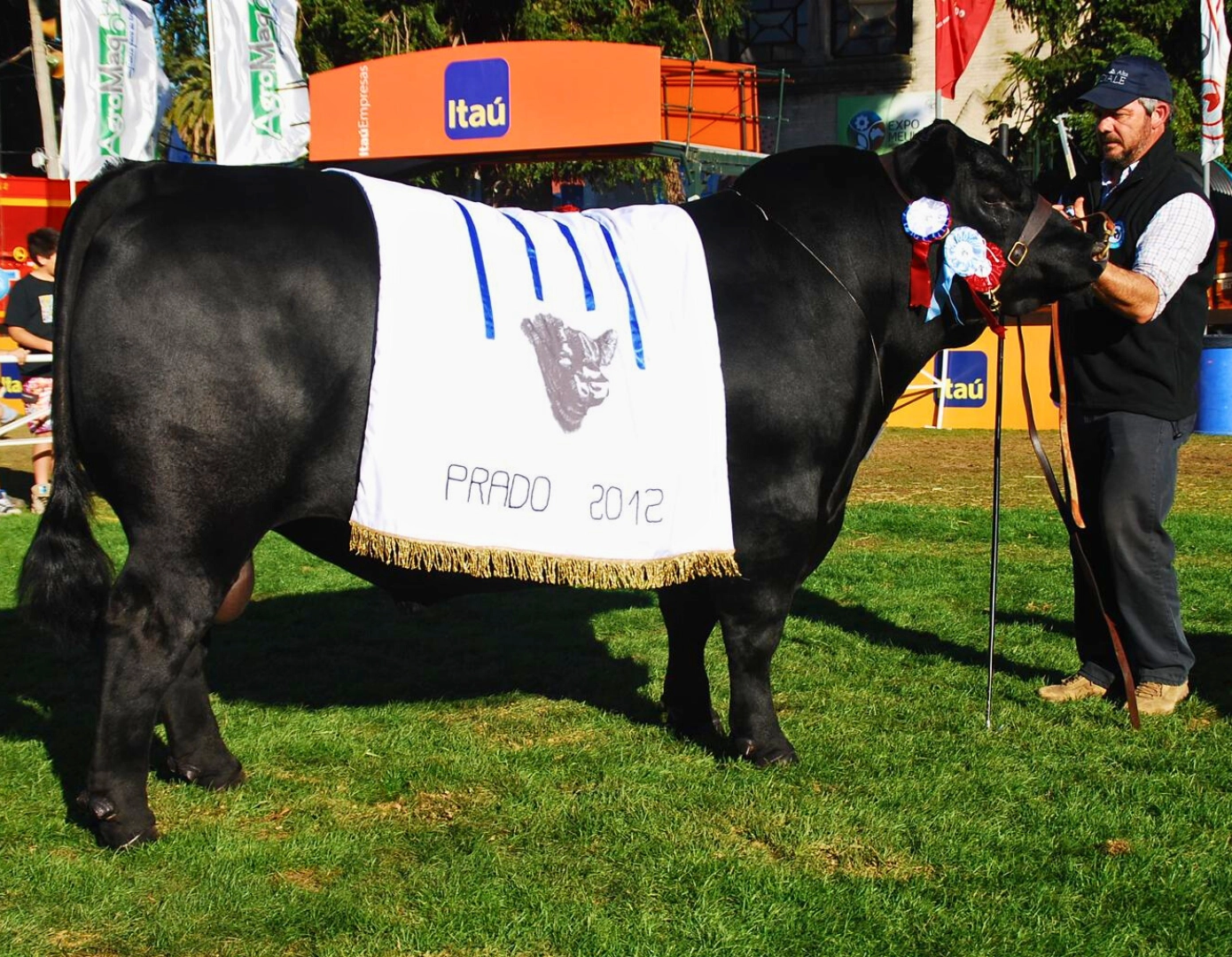 ZERCA AA AYE 1 BISMARK x BLACK JACK