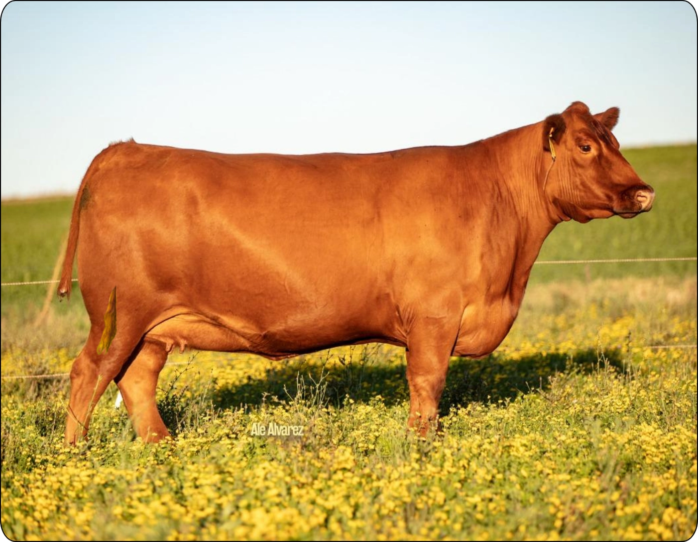 SIERRA BLOCKAMA 244-412 T.E.I. x RED BOXER