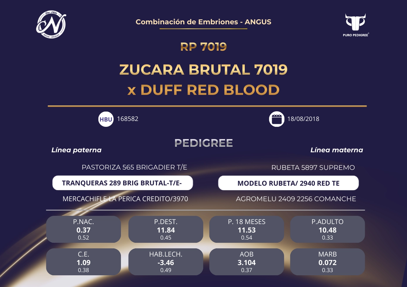 ZUCARA BRUTAL 7019 x DUFF RED BLOOD