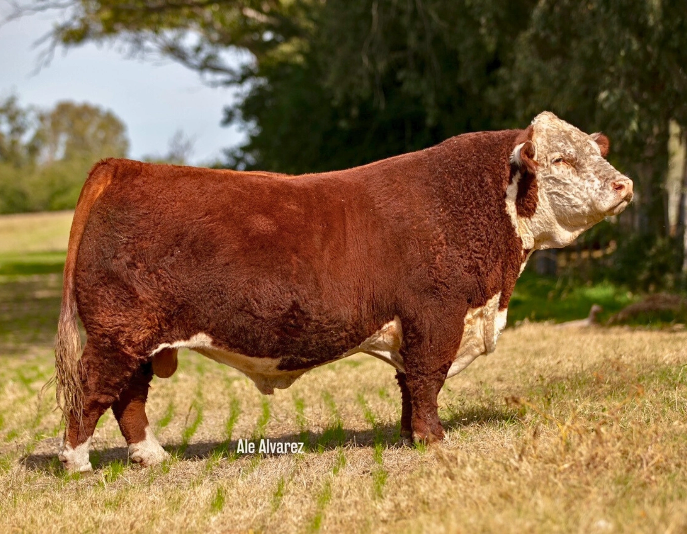 SATUR S.TOWN KID 5065 TE. x CLÁSICO