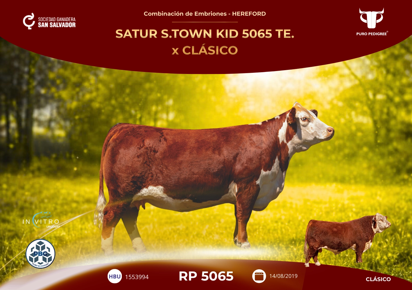 SATUR S.TOWN KID 5065 TE. x CLÁSICO