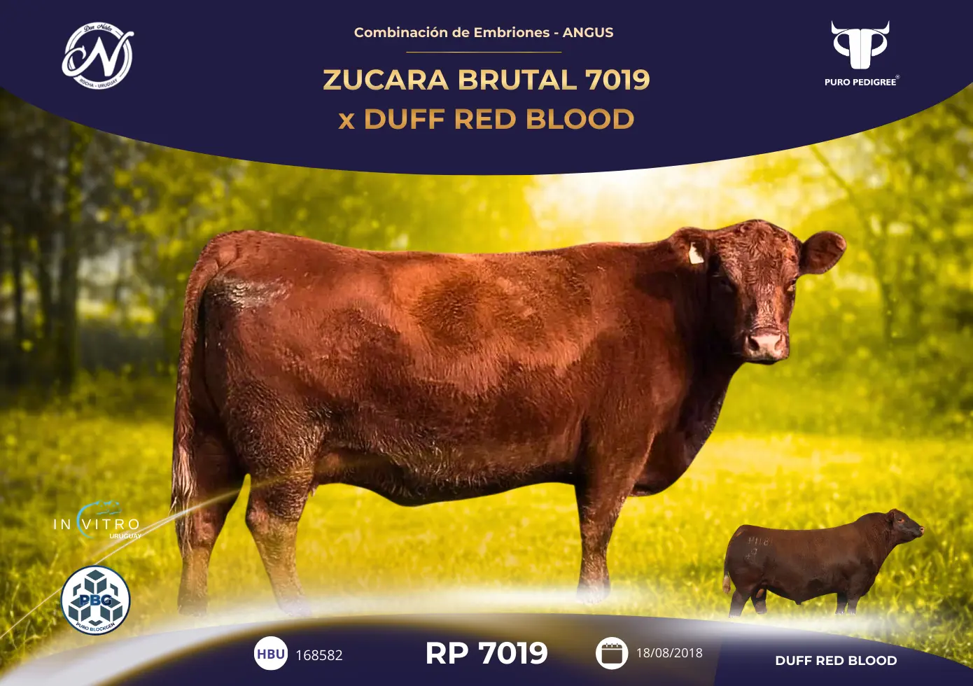 ZUCARA BRUTAL 7019 x DUFF RED BLOOD