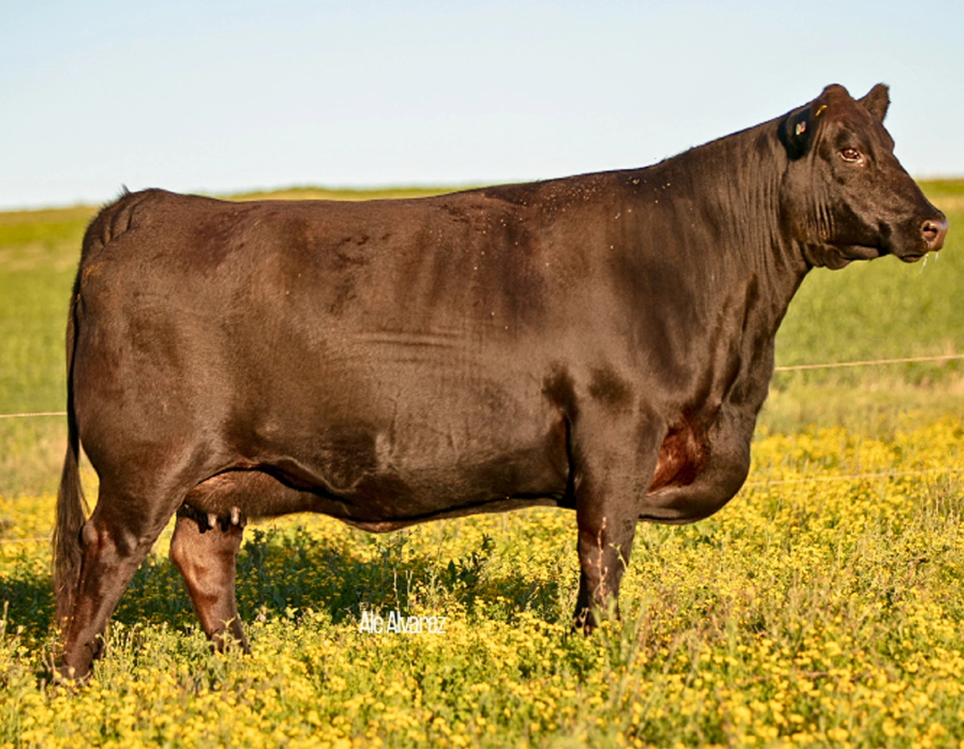 SIERRA LASSIE 3762-398 T.E.I. x DUFF NAPOLEÓN