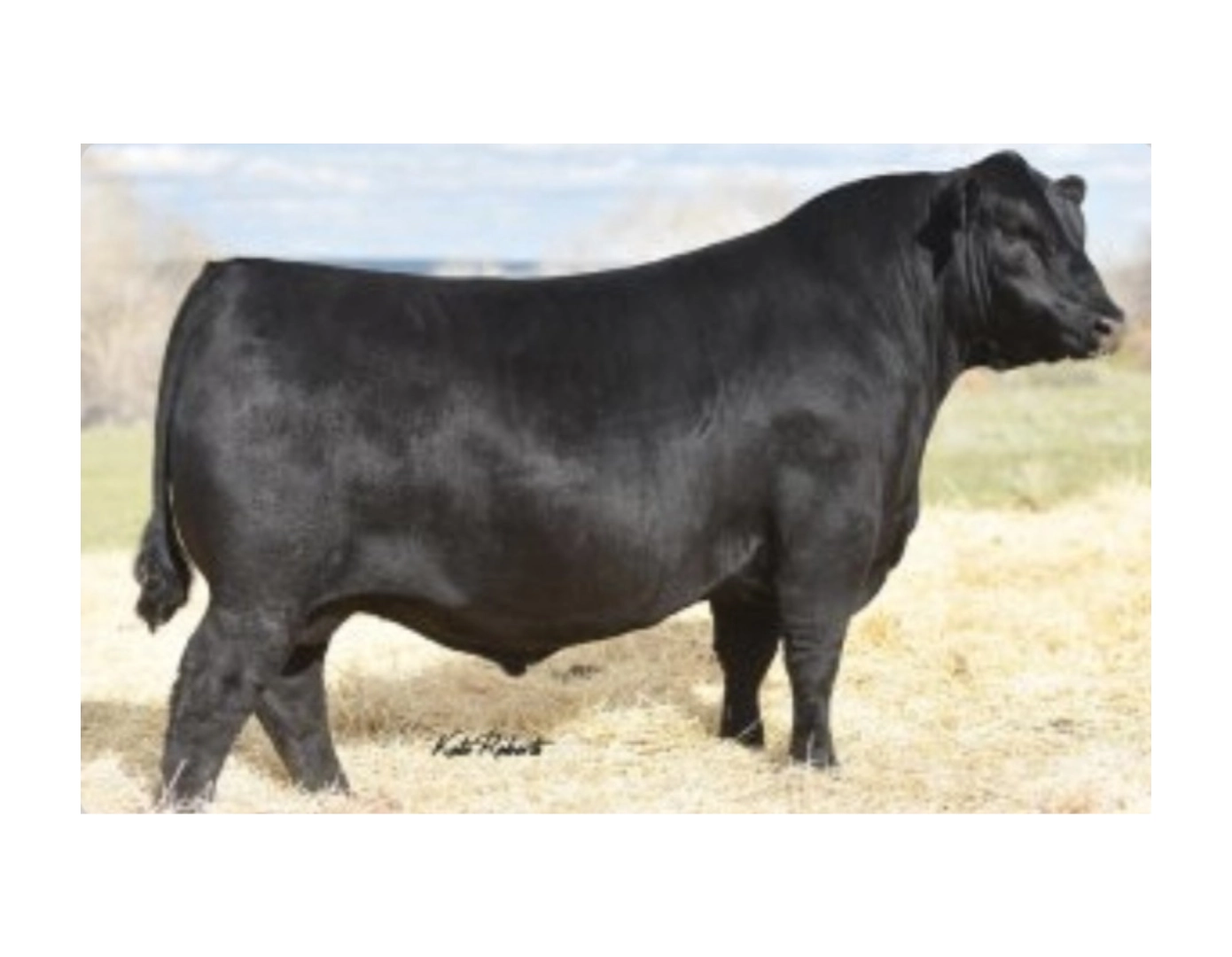 ZERCA AA BAY 9 BISMARK x LT CONVERSE 8011