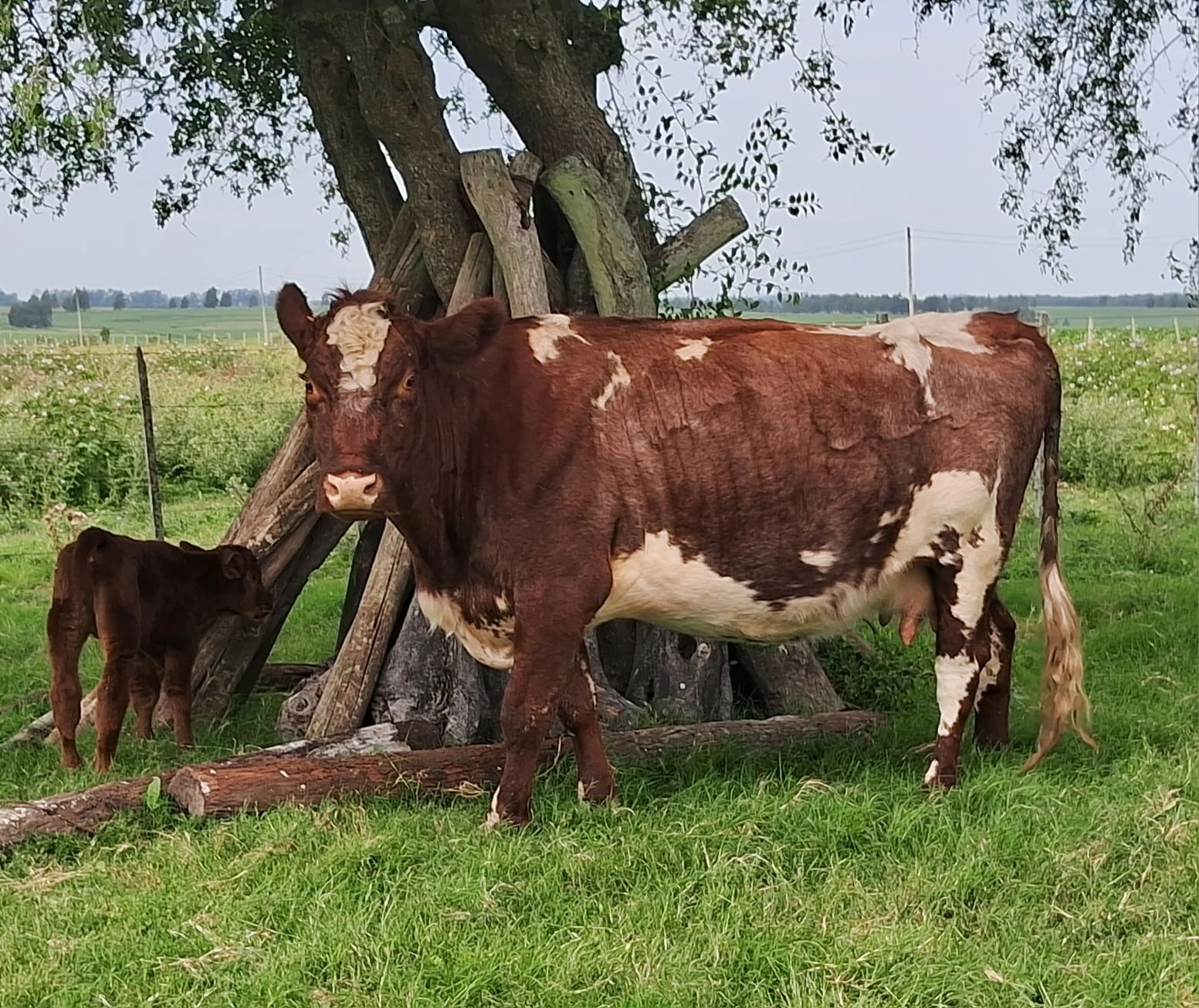 BESHA ELVIRA x PHANTOM