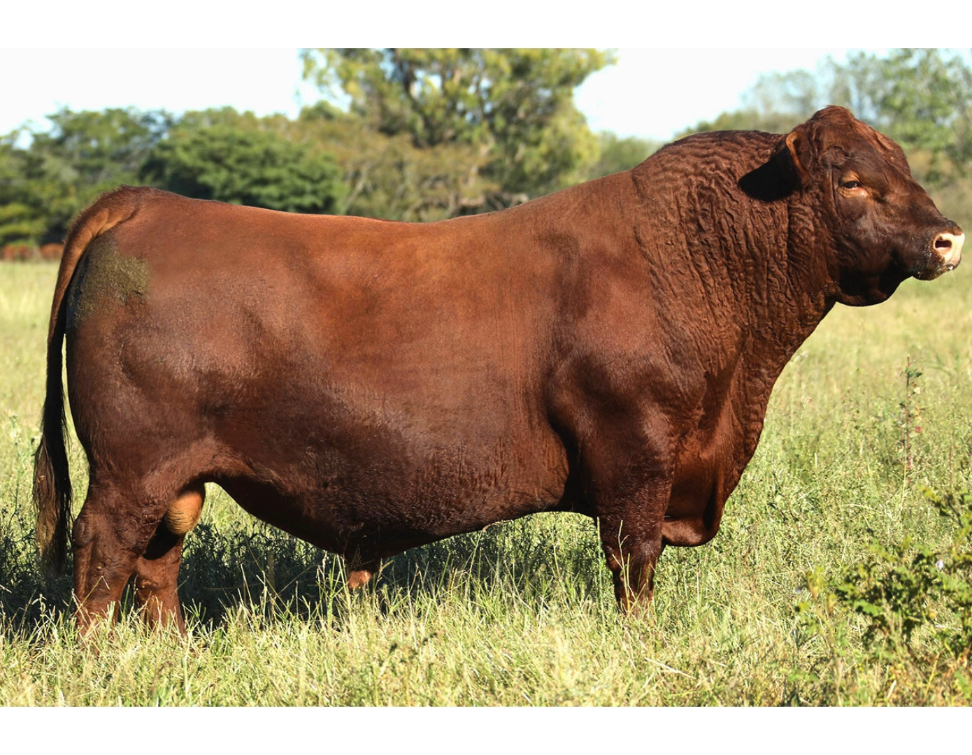 ALIANZA ANGUS 1177 BANDIDO 219SJ RED x RUMI