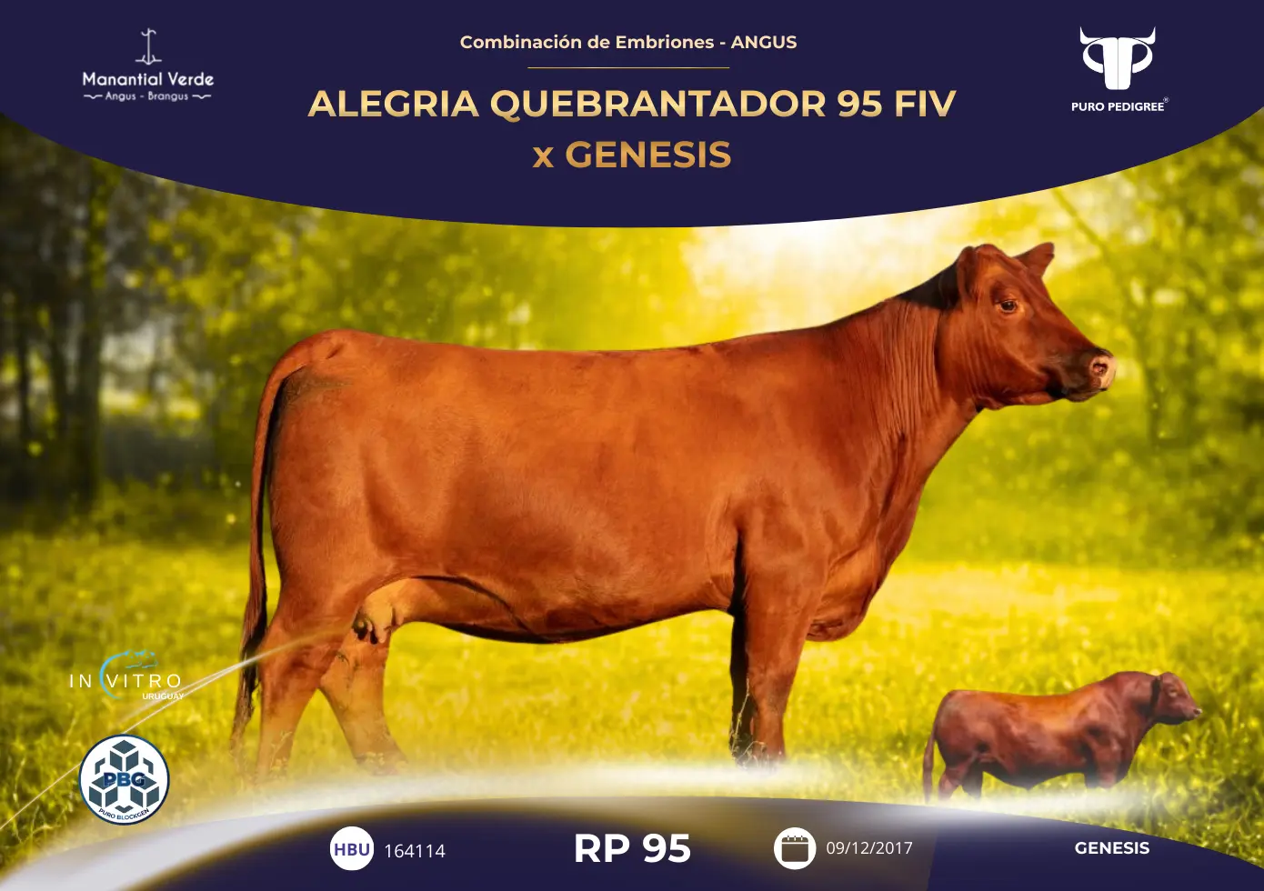 ALEGRIA QUEBRANTADOR 95 FIV x GENESIS