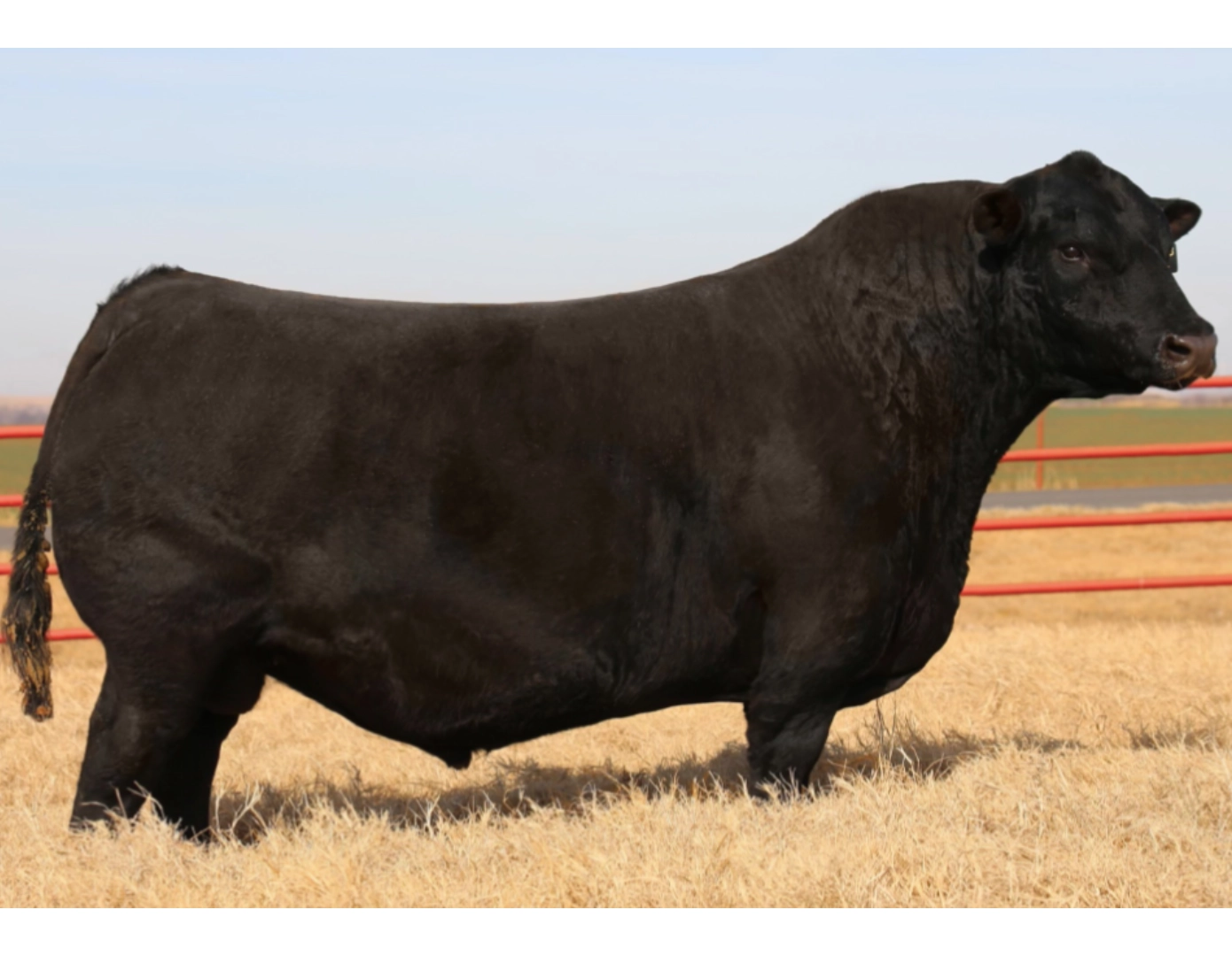 BRAVO 342 TE x EXTERNAL LAW