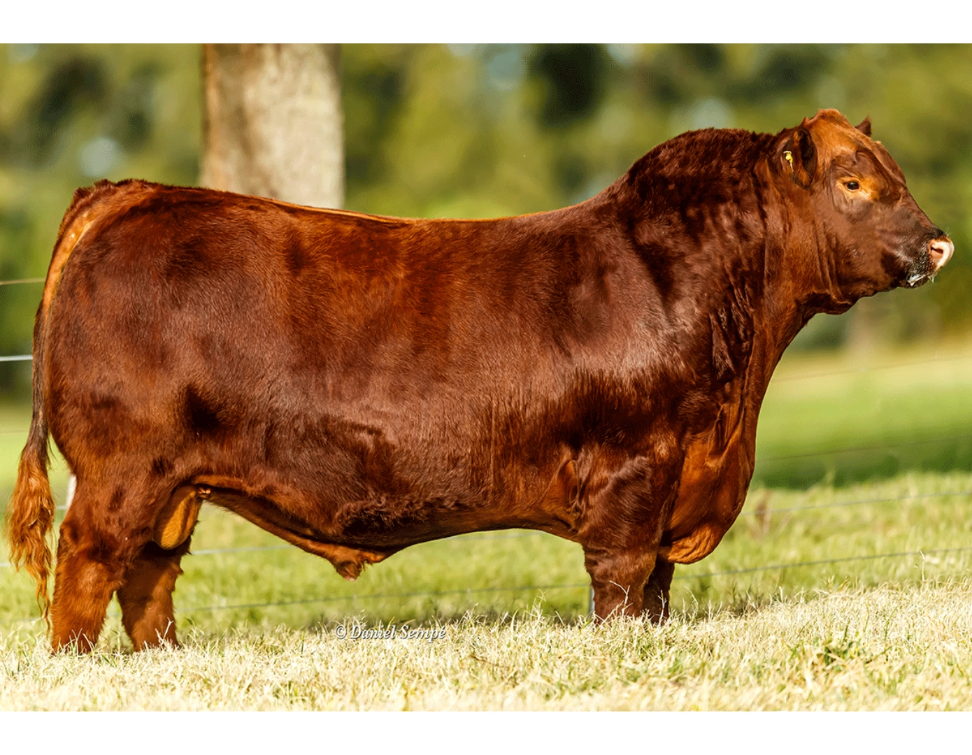 CAMBA 1300 ESENCIAL 659 BENELLI - 130 X DON JUAN