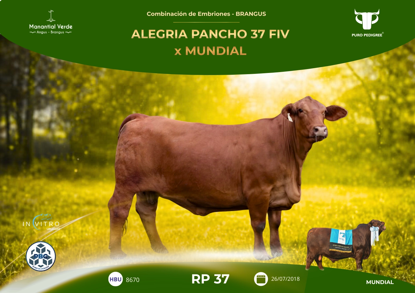ALEGRIA PANCHO 37 FIV x MUNDIAL