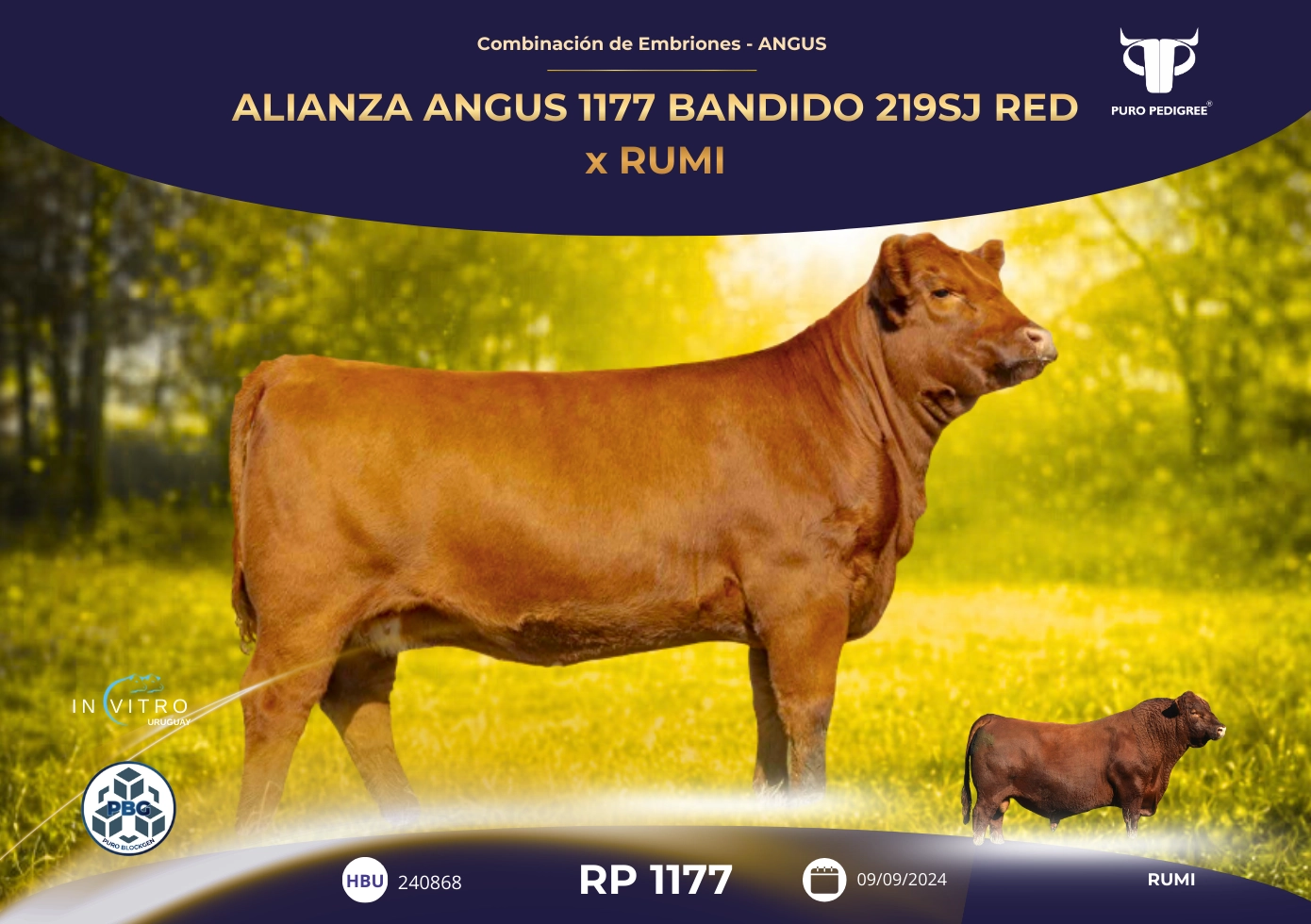 ALIANZA ANGUS 1177 BANDIDO 219SJ RED x RUMI