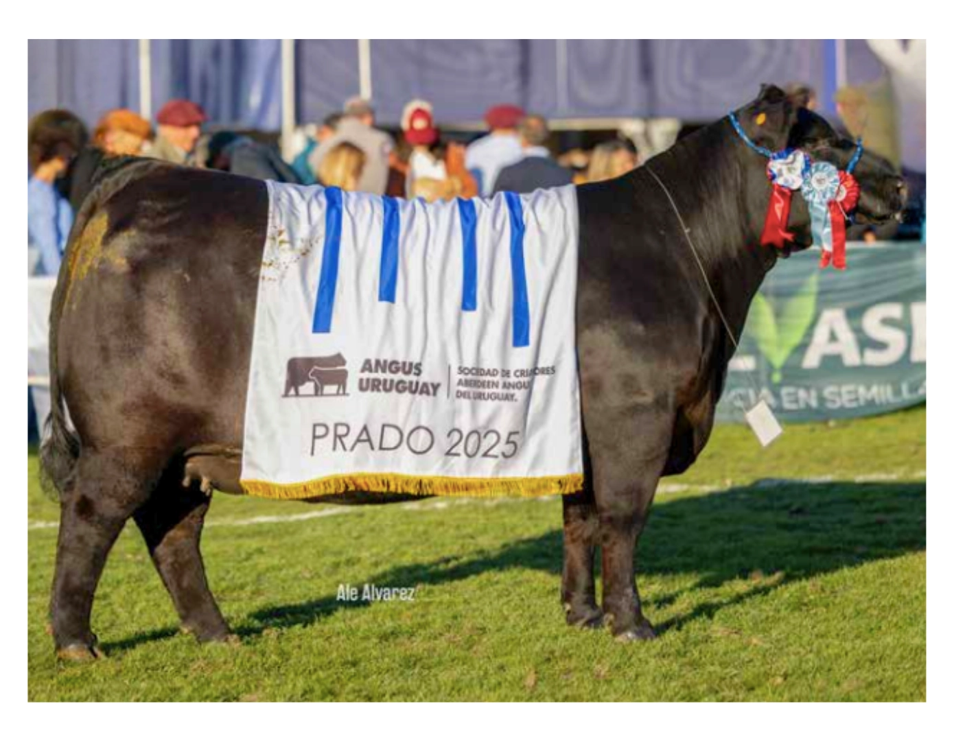 GREGORIO 465 JUANCITO TE x MARISCAL