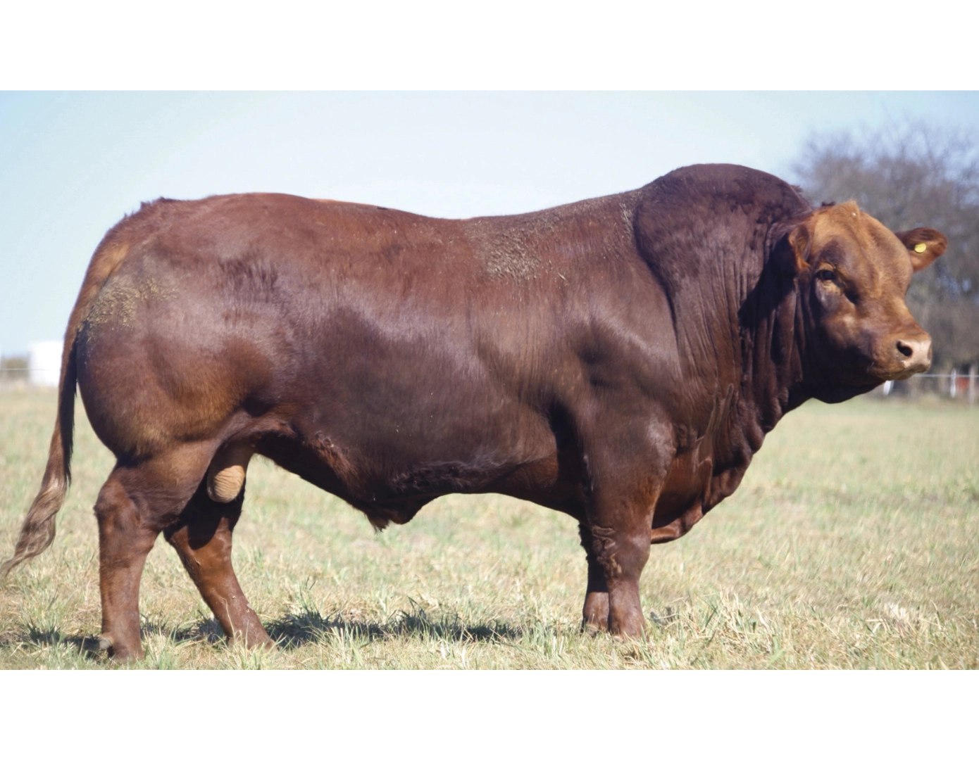 LUSAN GAITA 300 x ESPIA