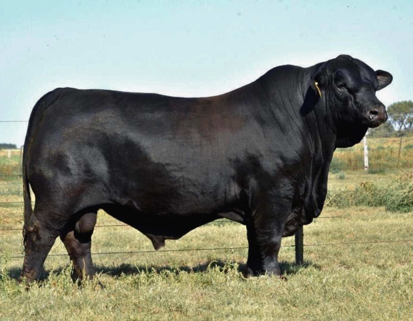 MACEDO LS. FRANCESCO 193 GLADIADOR 14 x CERRO NEGRO