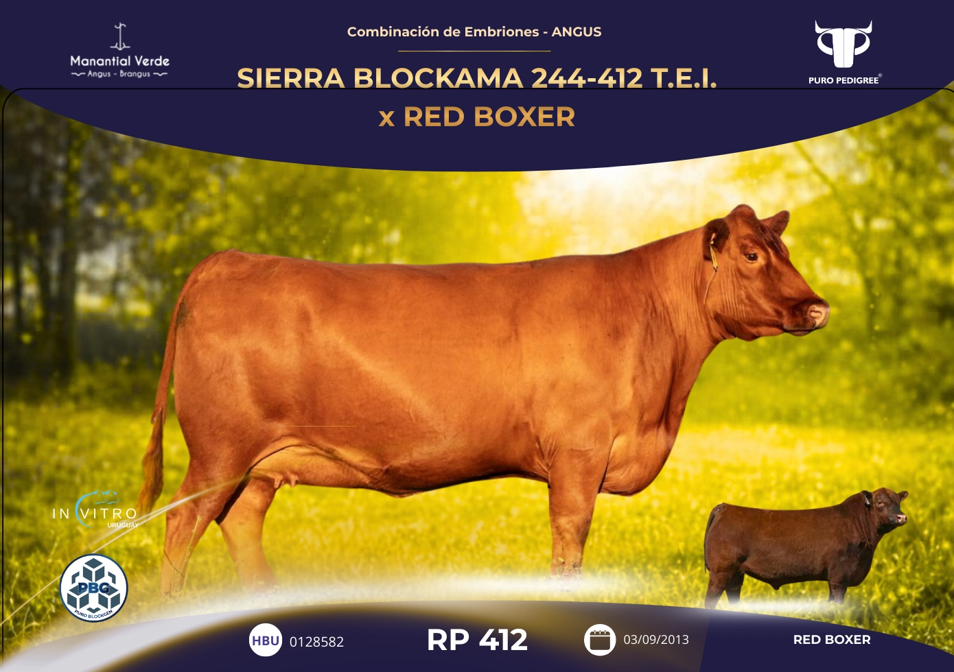 SIERRA BLOCKAMA 244-412 T.E.I. x RED BOXER