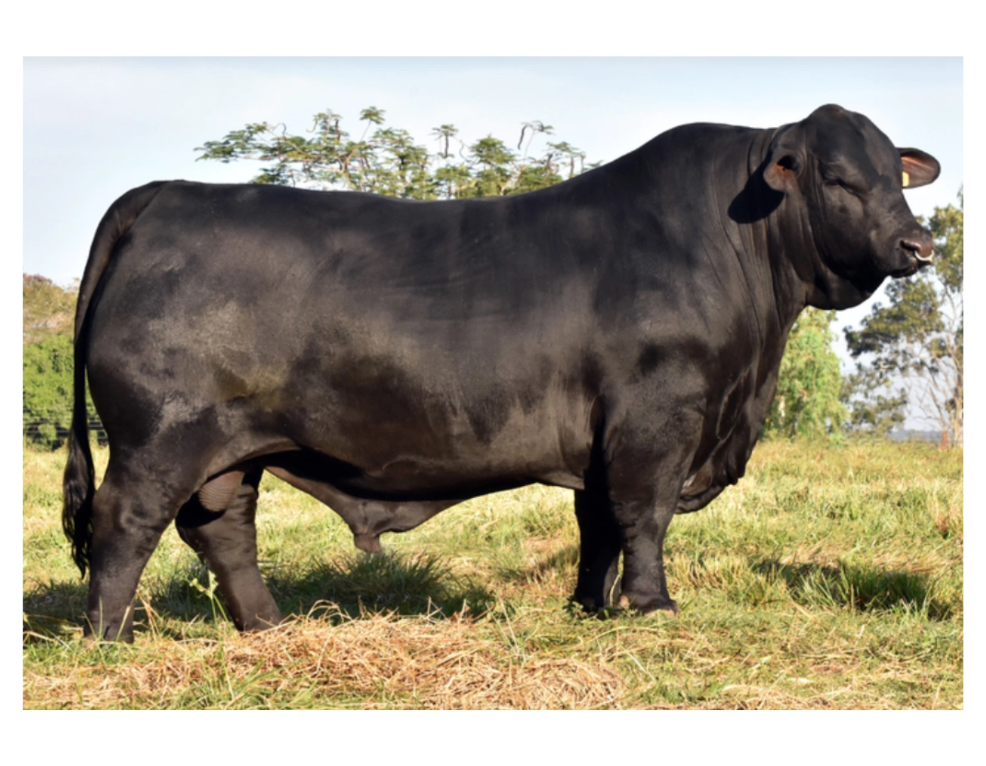 RP 3446 LOS NONOS 3446 T.E. x ARASURÚ