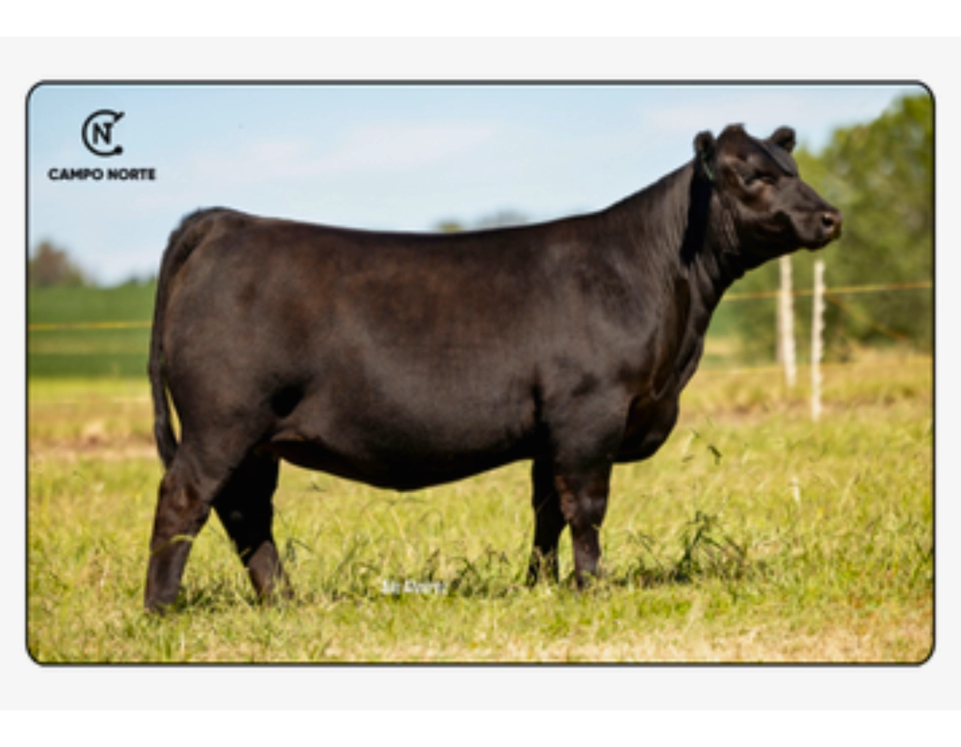 CN NAPOLEON 129 FIV x EXTERNAL LAW