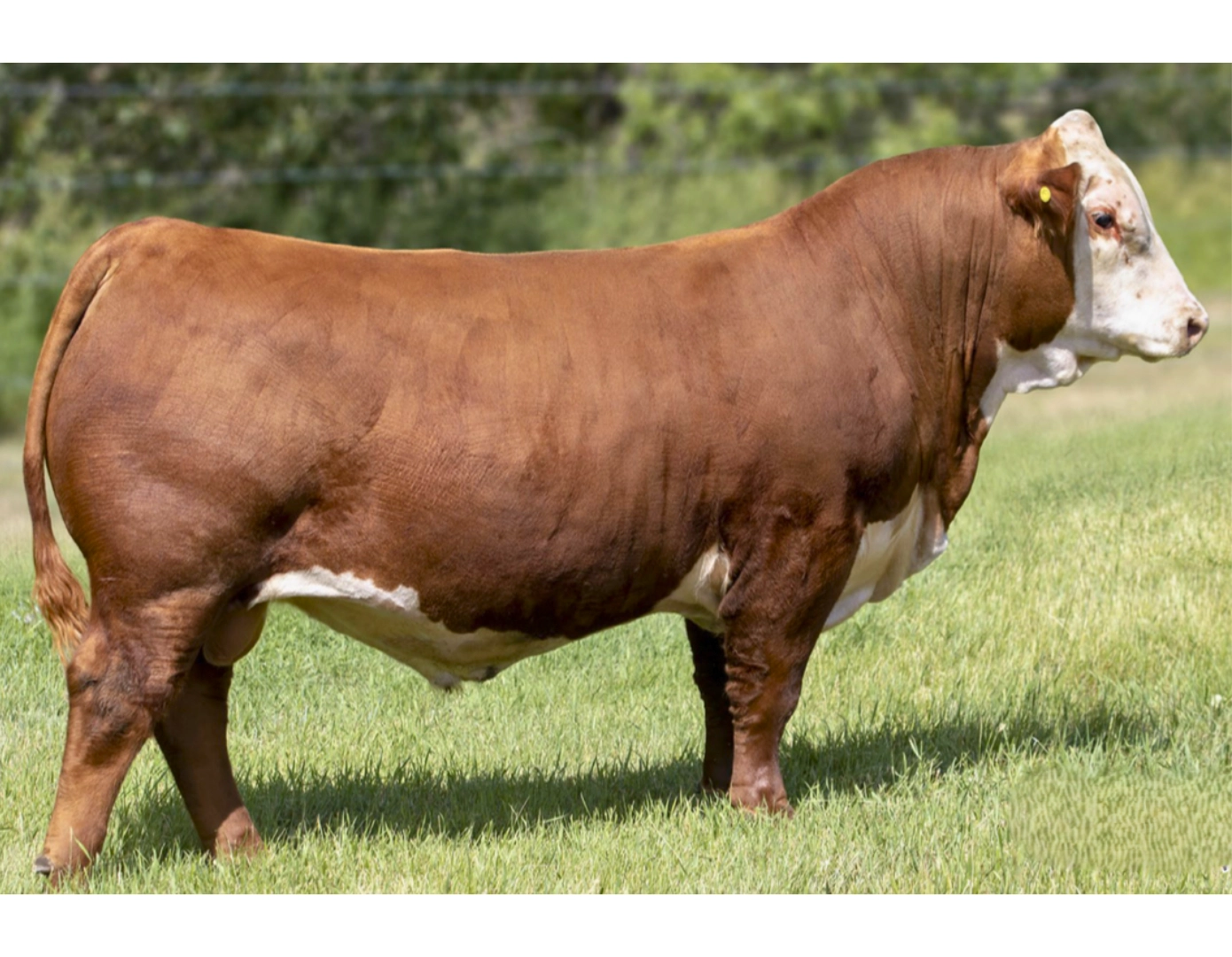 SANTA INES FOUNDATION 10650 x BOLDER