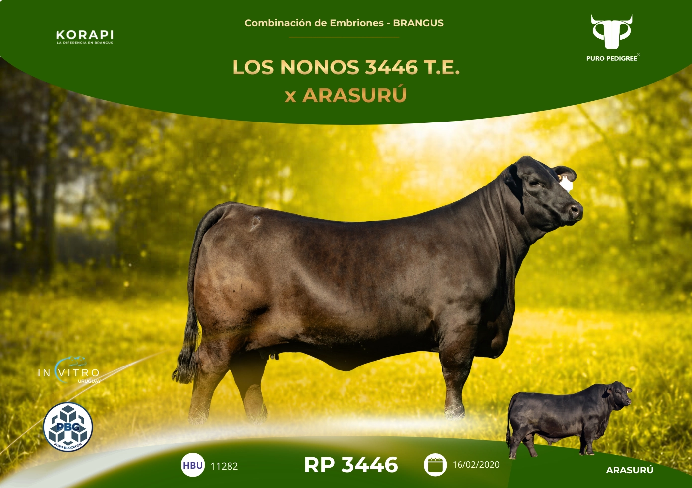 RP 3446 LOS NONOS 3446 T.E. x ARASURÚ