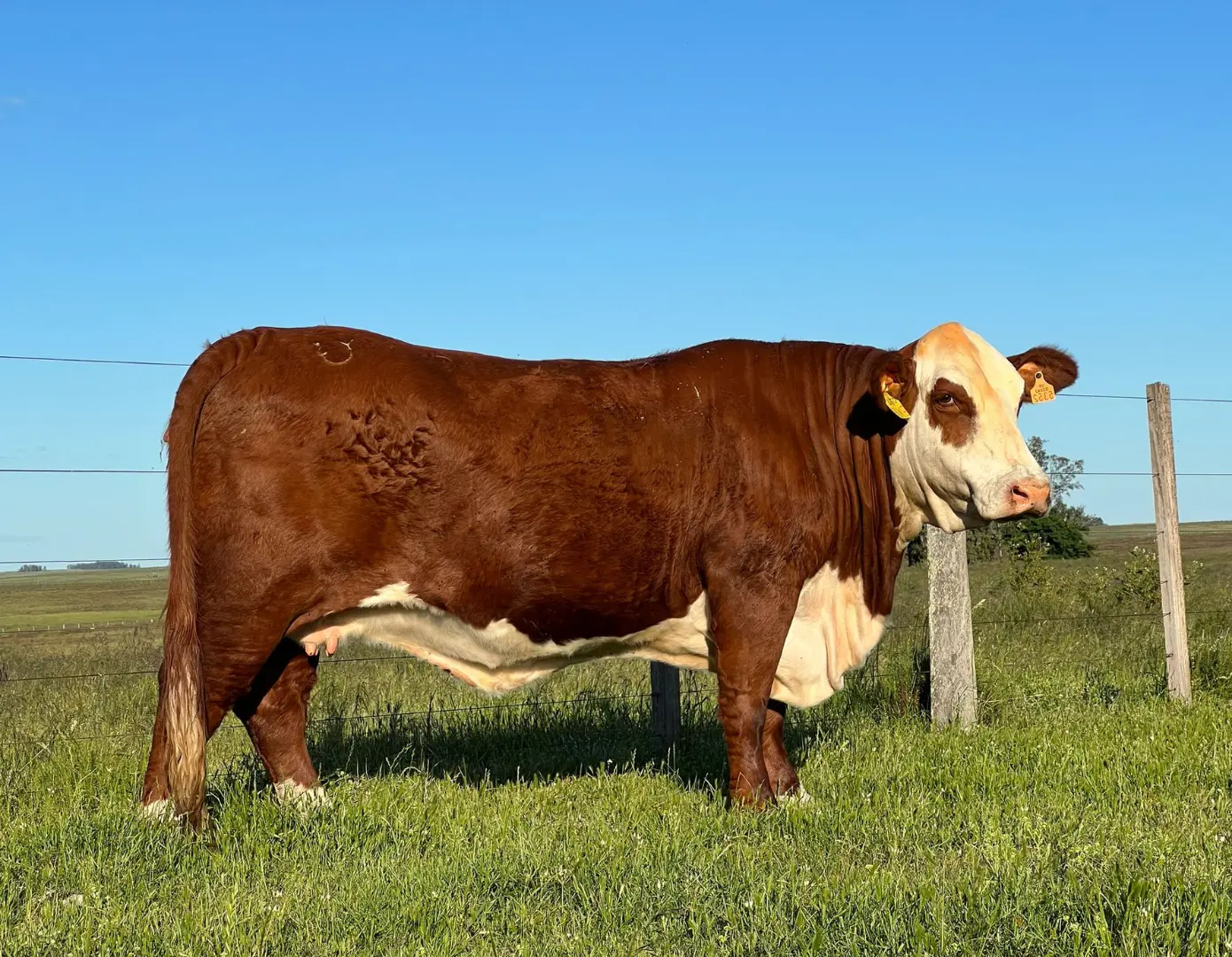 TRES CERROS 6-5352 x MAGO