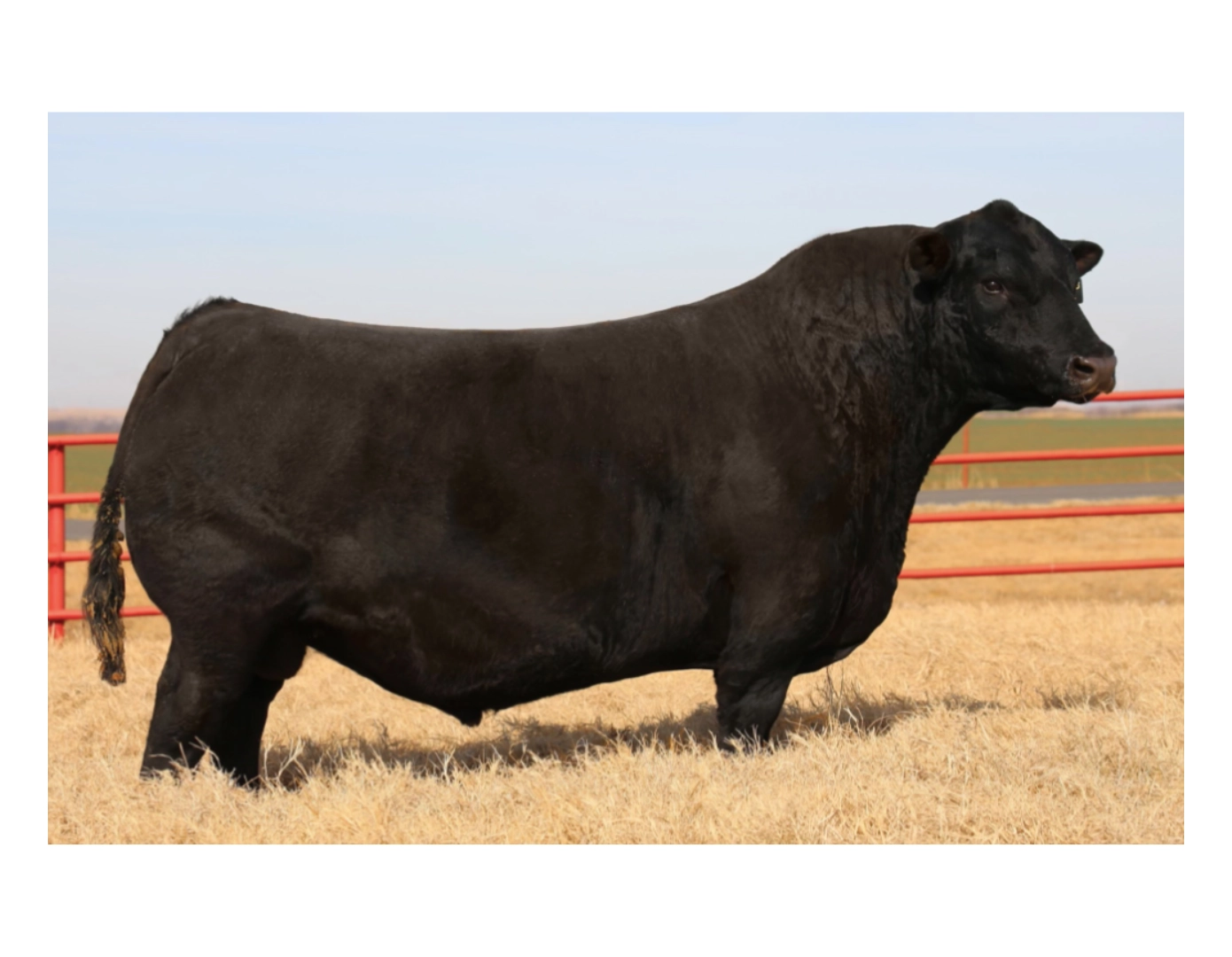 CN NAPOLEON 129 FIV x EXTERNAL LAW