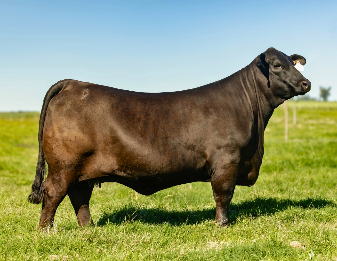 RP 3446 LOS NONOS 3446 T.E. x ARASURÚ