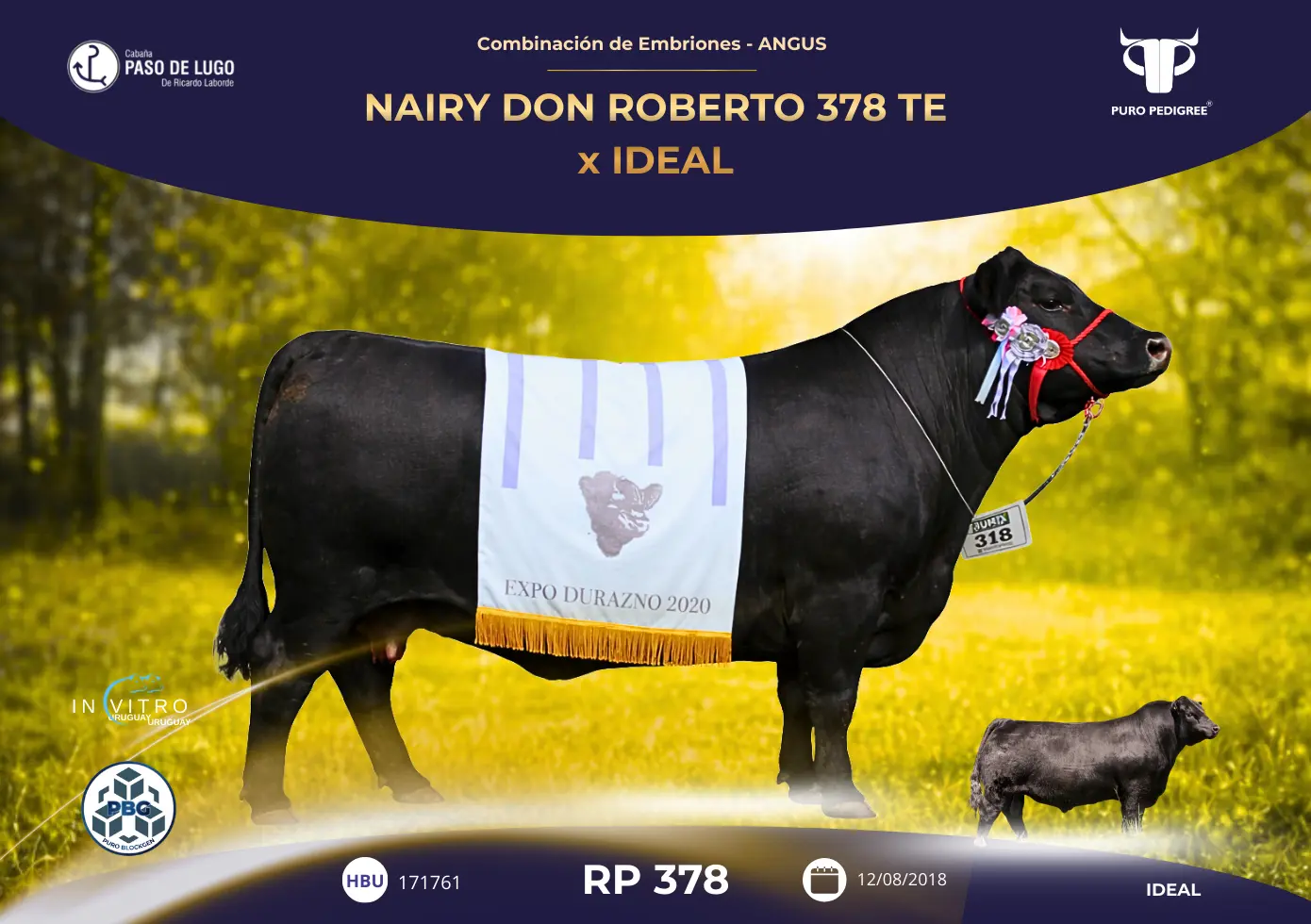 NAIRY DON ROBERTO 378 TE x IDEAL