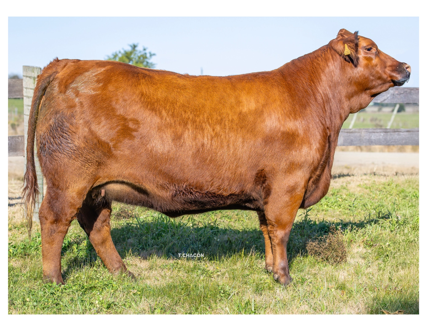 "LA CHINA" (PARRILLA 478 SORPRESA 296 MELLIZA FIV) x VIAMONTE