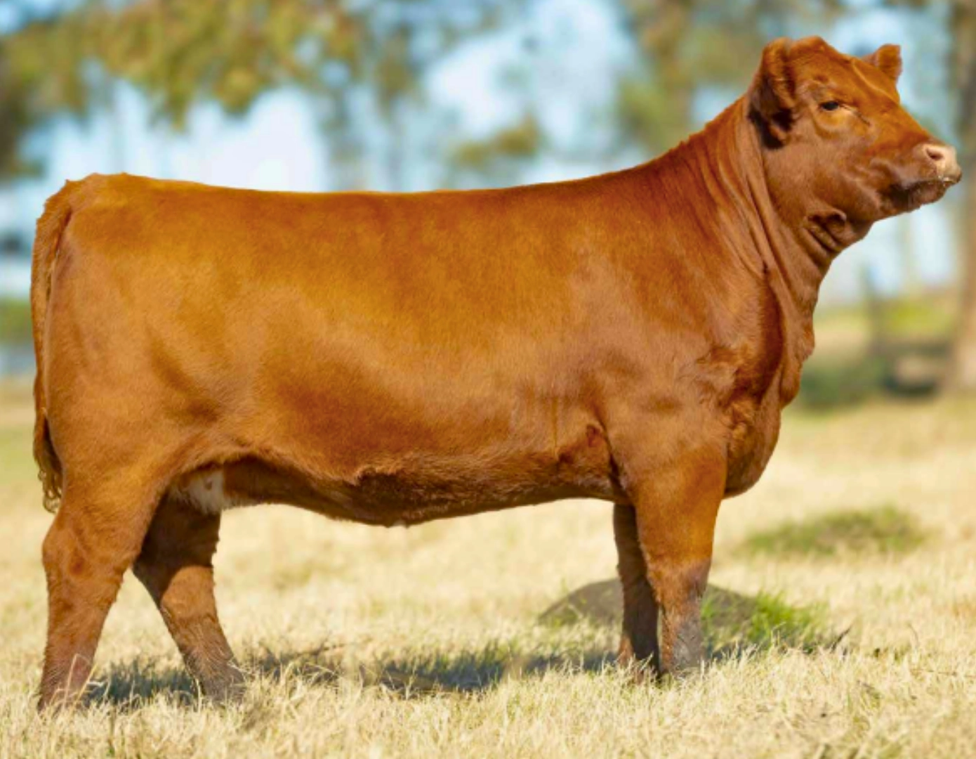 ALIANZA ANGUS 1177 BANDIDO 219SJ RED x RUMI