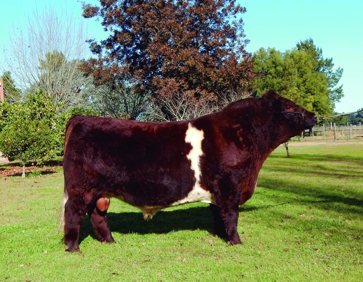 BESHA ARRAYANTE x MARIANO