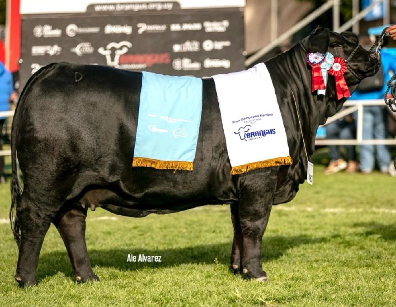 MACEDO L S 322 MAYU GLADIADOR 75 TE x SORPRESA