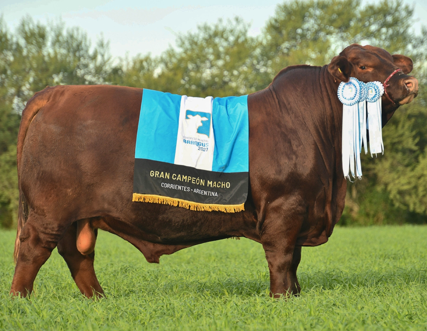 ALEGRIA PANCHO 37 FIV x MUNDIAL