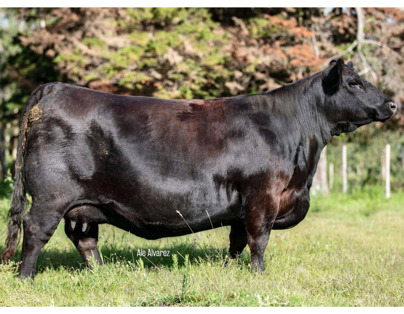 NAIRY CAPO 245 TE x SAV EMPIRE