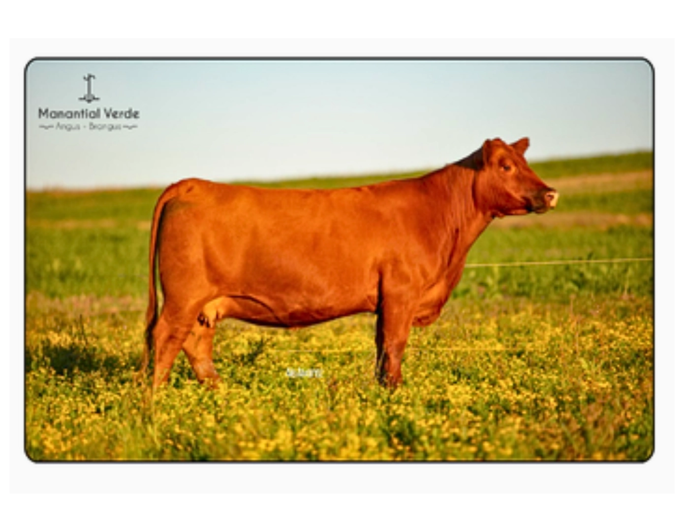 ALEGRIA QUEBRANTADOR 95 FIV x GENESIS