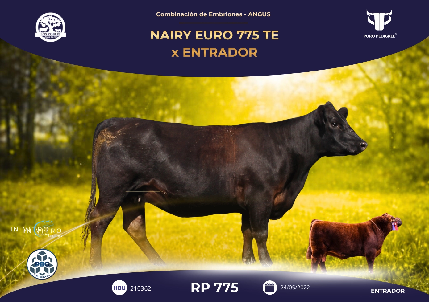 NAIRY EURO 775 TE x ENTRADOR