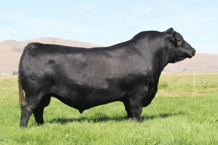 ZERCA AA AYE 3 BISMARK x BRAVO