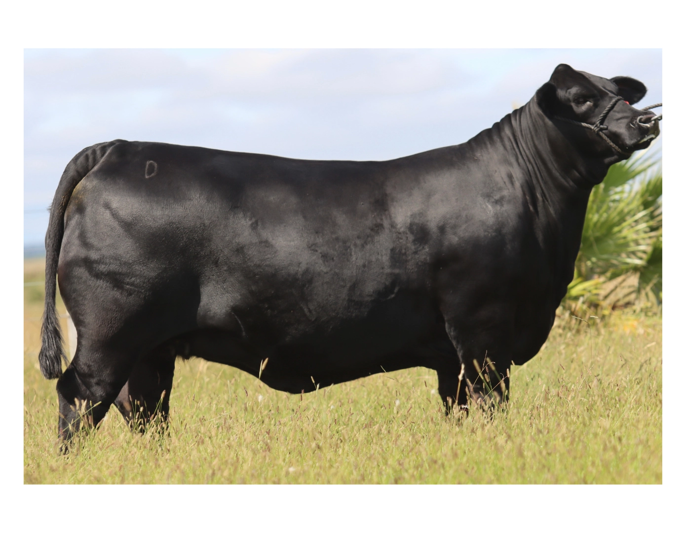 MACEDO LS. FRANCESCO 193 GLADIADOR 14 x CERRO NEGRO