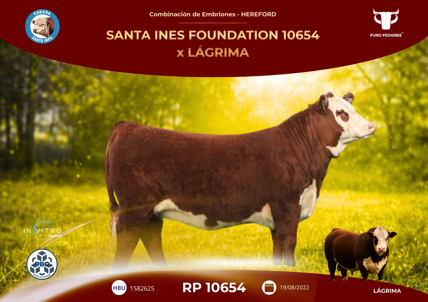 SANTA INES FOUNDATION 10654 x LÁGRIMA