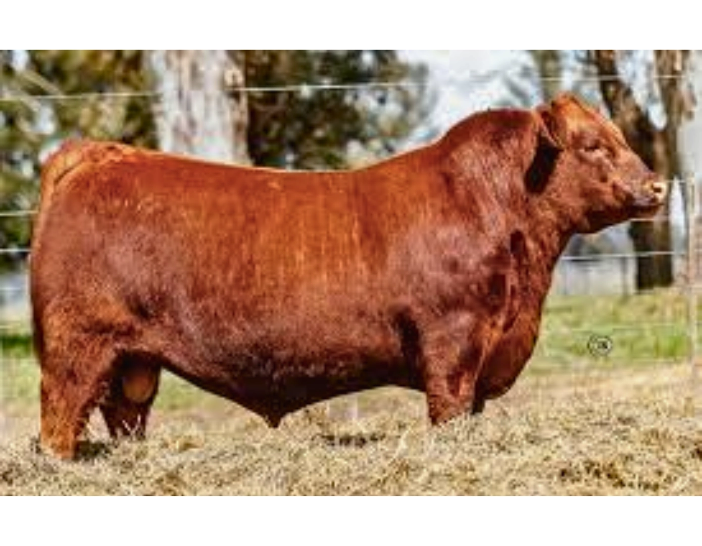 ESENCIAL 300 SOL X MANEADOR