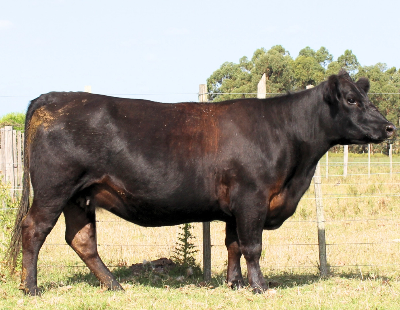 NAIRY EURO 775 TE x ENTRADOR