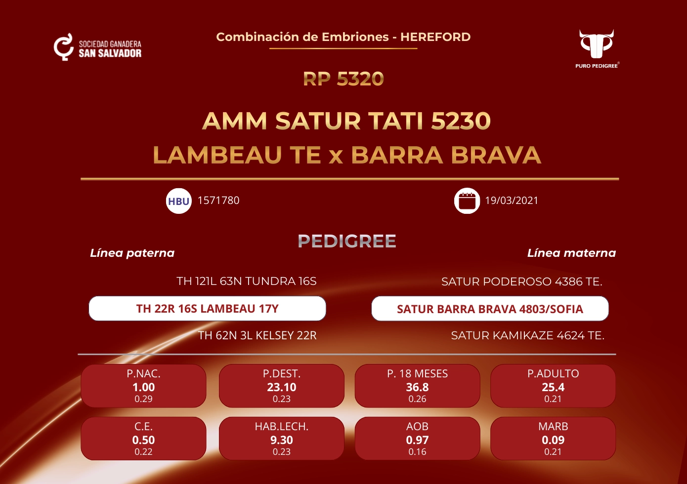 AMM SATUR TATI 5230 LAMBEAU TE x BARRA BRAVA