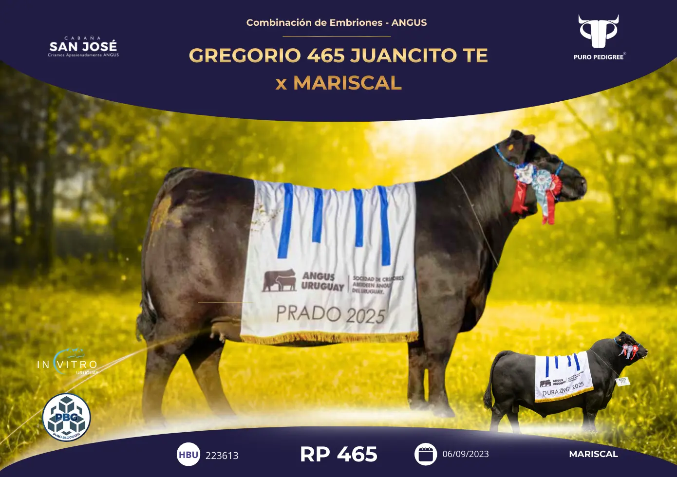 GREGORIO 465 JUANCITO TE x MARISCAL