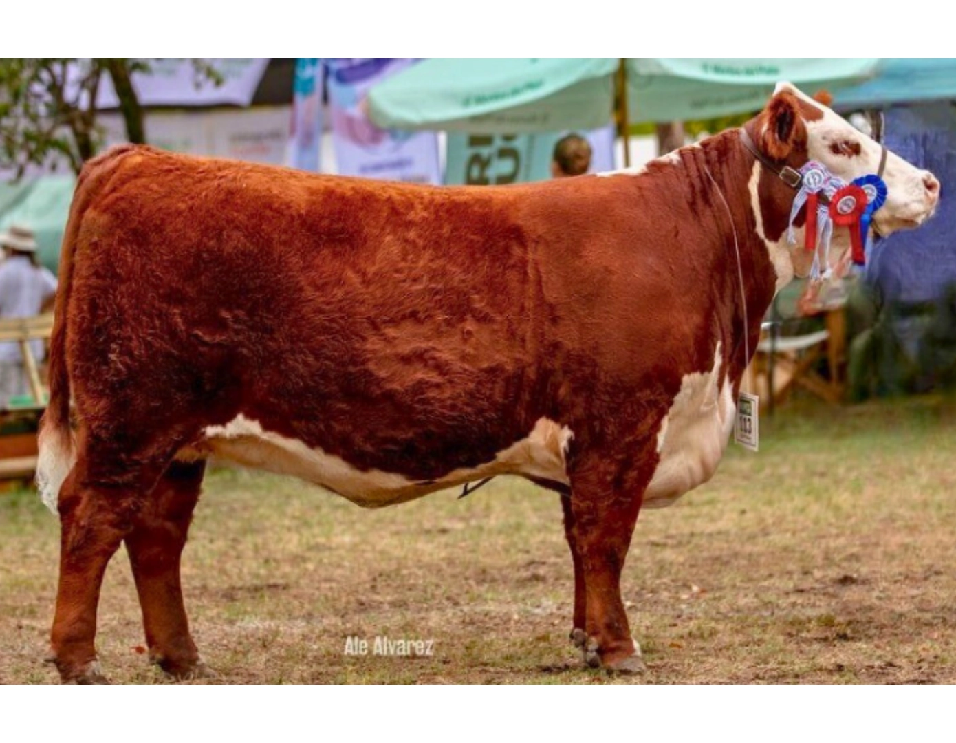 AMM SATUR TATI 5230 LAMBEAU TE x BARRA BRAVA