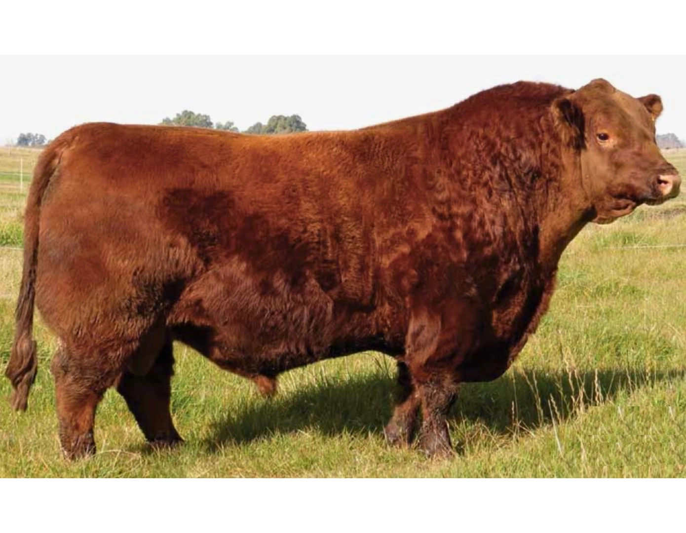 ESENCIAL 618 AMANCAY x SCOTCH