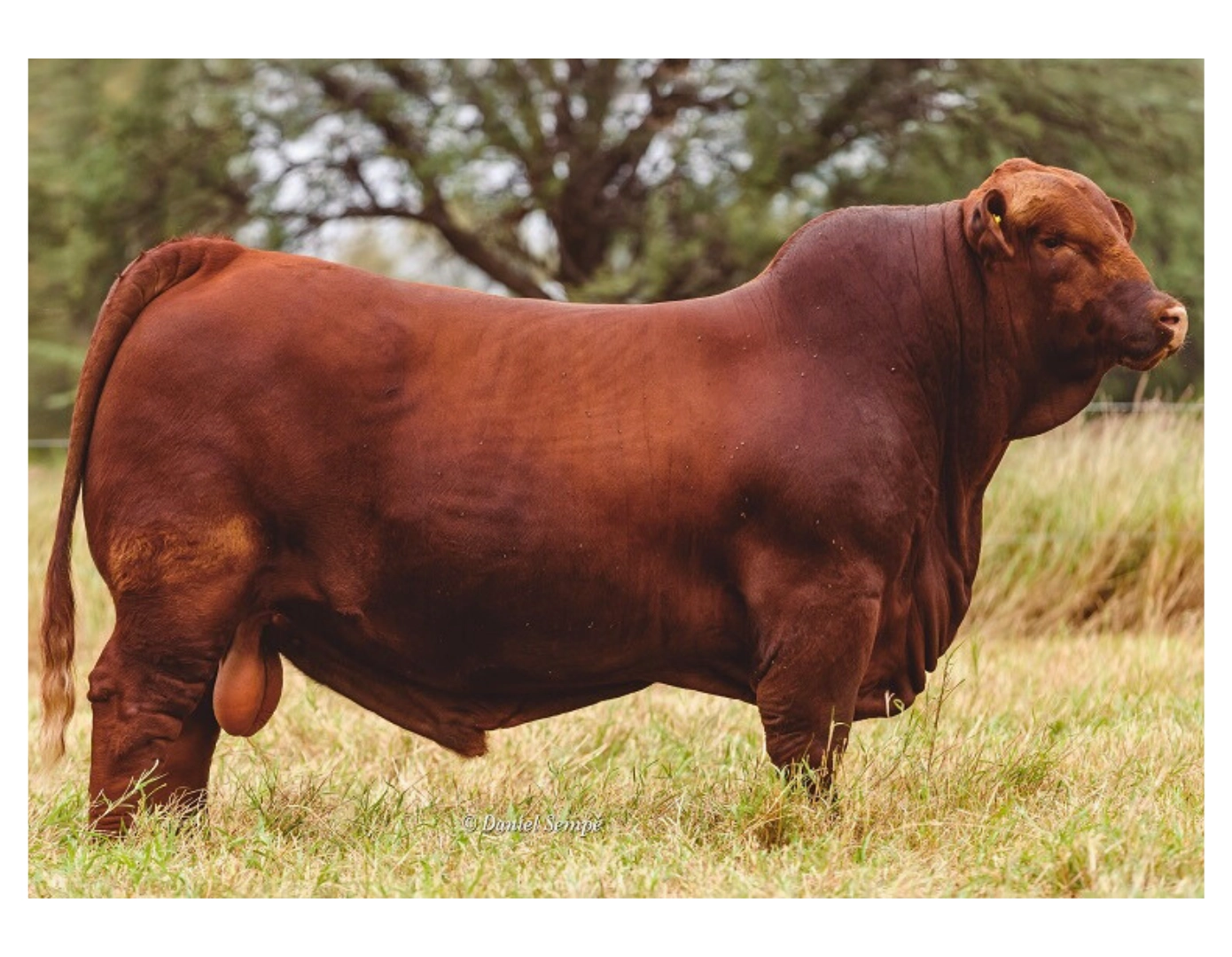 MACEDO L S 322 MAYU GLADIADOR 75 TE x SORPRESA