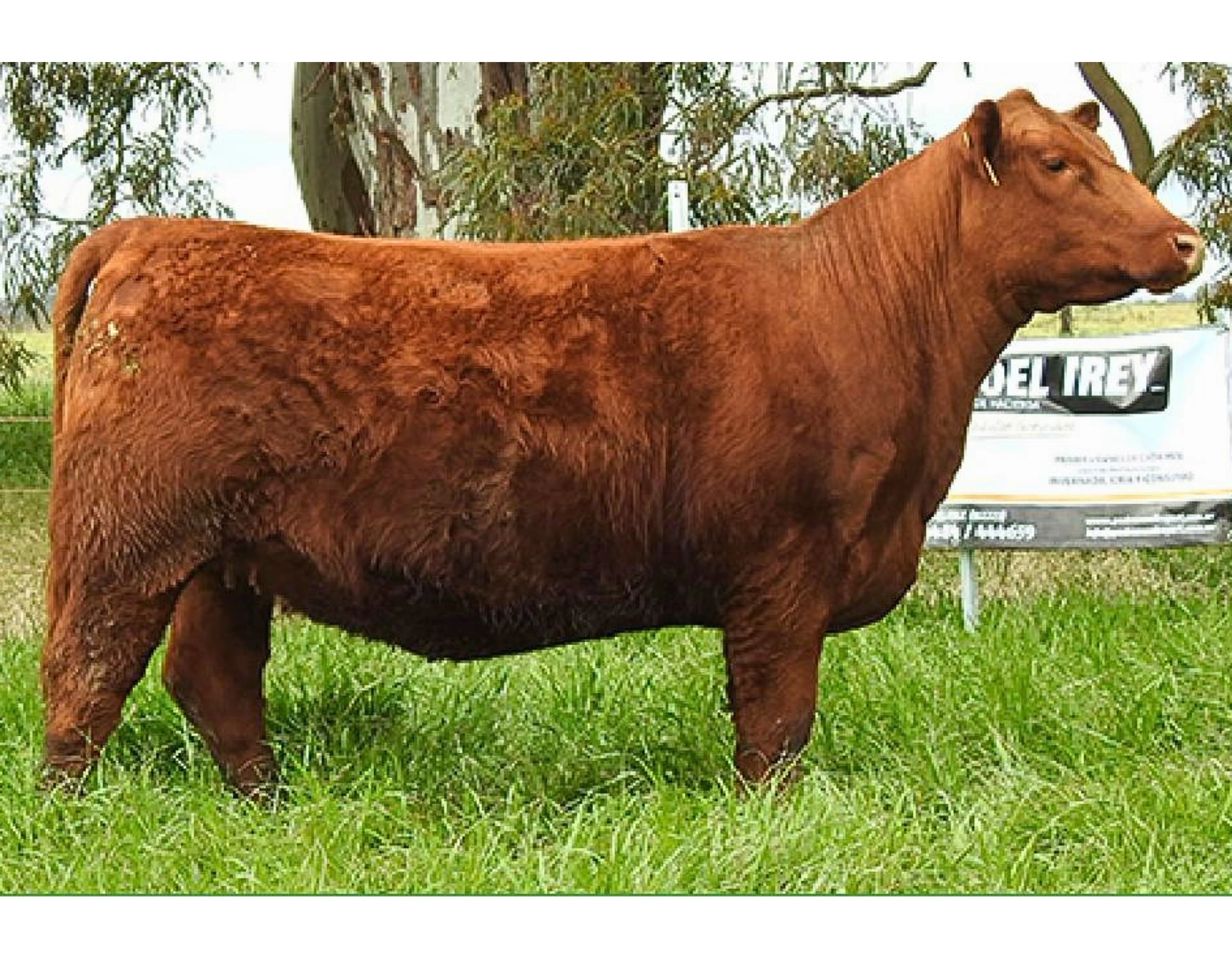 ESENCIAL 618 AMANCAY x SCOTCH