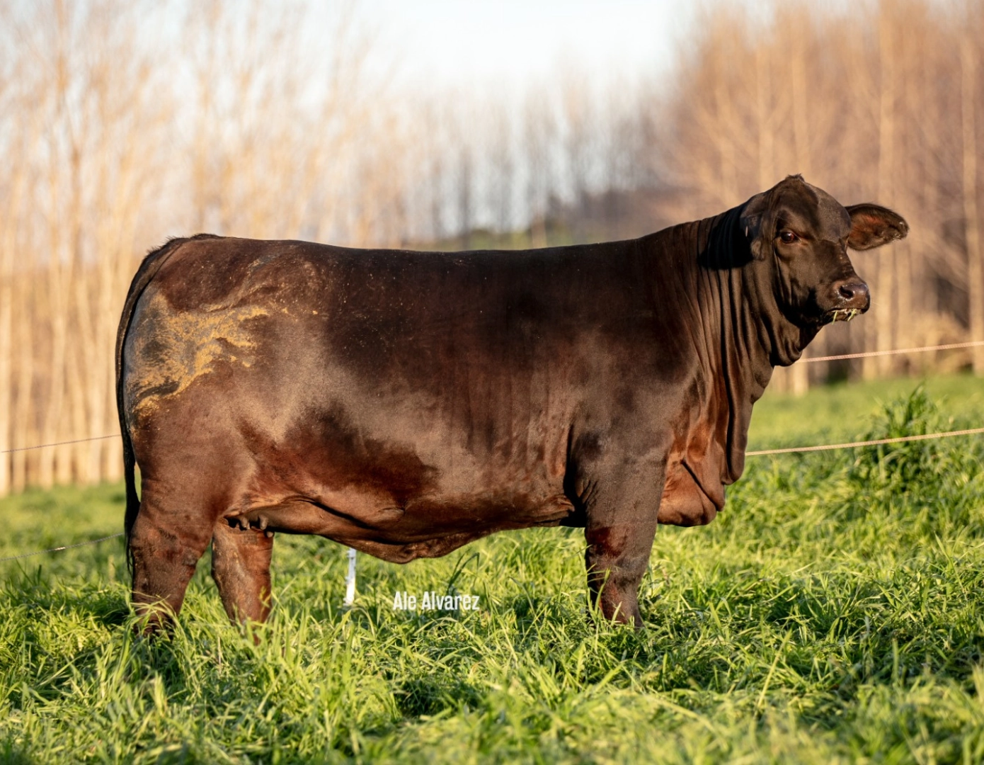 MANANTIAL VERDE HEMINWAY 93 FIV x SORPRESA