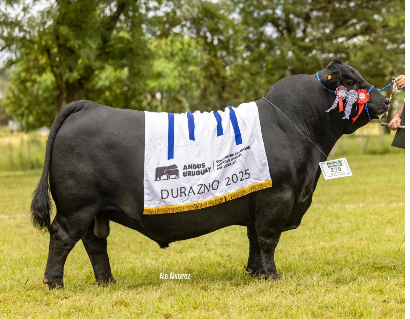 GREGORIO 465 JUANCITO TE x MARISCAL