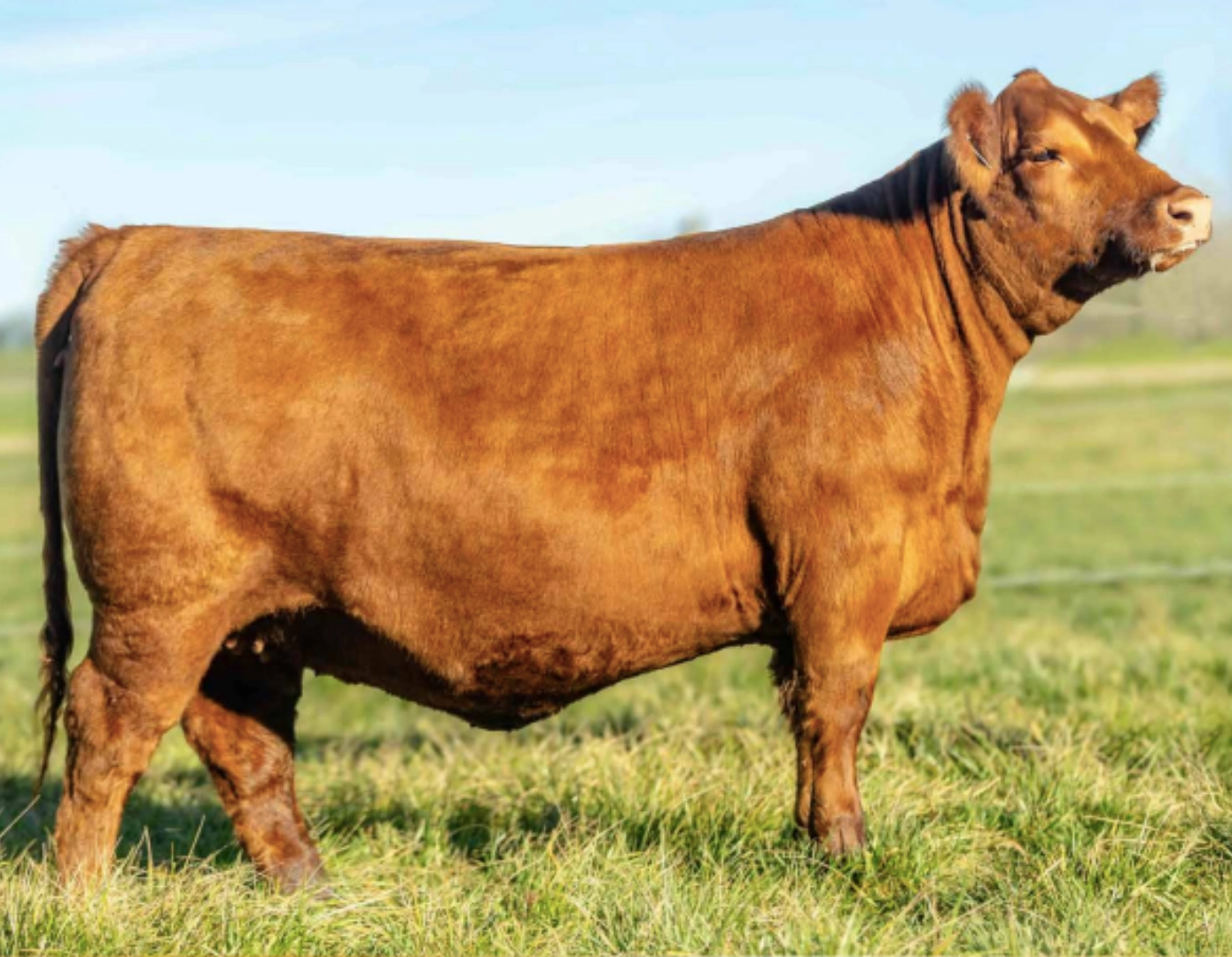 CN MATEO 155 FIV x RED BOXER